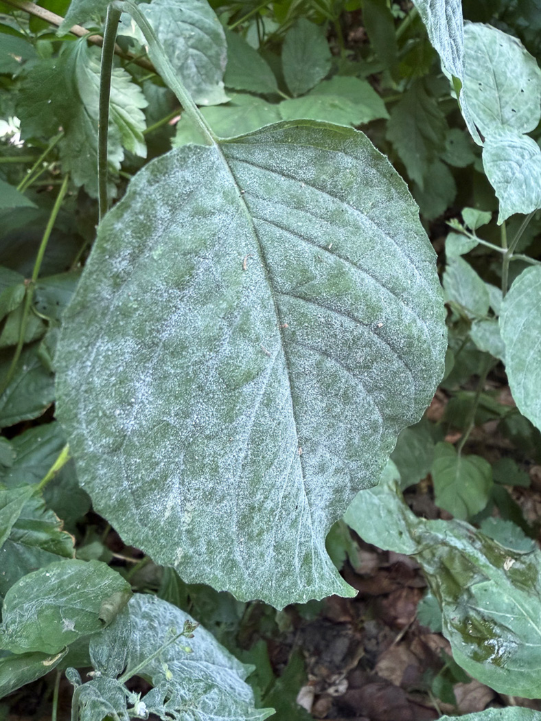 Photo © Sarah Ebdon Erysiphe circaeae by Sarah Ebdon